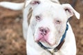 Large white American Bulldog wagging tail