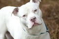 Large white American Pitbull Terrier Bulldog with pink nose outside on leash