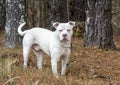 Large white American Pitbull Terrier Bulldog with pink nose outside on leash wagging tail