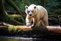 A large white bear confidently walks across a wooden log in a natural wilderness setting, White Spirit Bear walking on log along Royalty Free Stock Photo