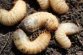 Large white beetle larvae, pests in agriculture.