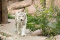 Large, white, Bengali tiger walks along the path in contact zoo Royalty Free Stock Photo