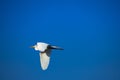 Large white bird flying. Great Egret ardea alba Royalty Free Stock Photo