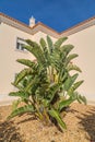 Large white bird of paradise plant Royalty Free Stock Photo