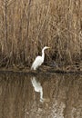 Great Egret in marsh land Royalty Free Stock Photo