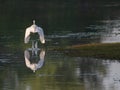 A great egret taking flight on an early spring morning. Royalty Free Stock Photo