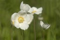 Large white blooms of snowdrop anemone Anemone sylvestris