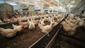 Broilers walk and eat in hennery on poultry farm