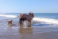 A large white bull is washed in the sea, taking care of Pets.