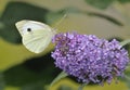 Large White Butterfly Royalty Free Stock Photo