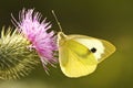 Large White Butterfly Royalty Free Stock Photo