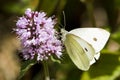 Large White Butterfly Royalty Free Stock Photo