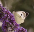 Large White Butterfly Royalty Free Stock Photo
