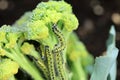 Large White Butterfly Caterpillars on Broccoli Plant Royalty Free Stock Photo