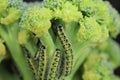 Large White Butterfly Caterpillars on Broccoli Plant