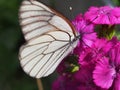 A large white butterfly collects nectar from red flowers Royalty Free Stock Photo