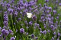 Large white butterfly on lavender flowers on a summer day Royalty Free Stock Photo