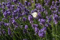 Large white butterfly on lavender flowers on a summer day Royalty Free Stock Photo