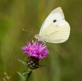 Large White Butterfly Perched on a Thistle