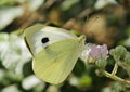 Large White Butterfly Royalty Free Stock Photo