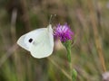 The large white butterfly Pieris brassicae resting on a blooming thistle Royalty Free Stock Photo