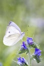 Large White Butterfly - Pieris brassicae - on viper`s bugloss - Echium vulgare