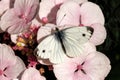 Large White Butterfly - Pieris brassicae on a woodland flower. Royalty Free Stock Photo