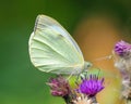 Large White Butterfly - Pieris brassicae in a Worcestershire woodland. Royalty Free Stock Photo