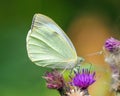 Large White Butterfly - Pieris brassicae in a Worcestershire woodland.