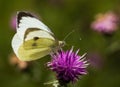 Large White Butterfly on a Thistle