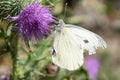 Large White Butterfly On Thistle Royalty Free Stock Photo