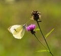 Large White Butterfly on a Thistle Royalty Free Stock Photo