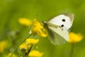 Large white butterfly on yellow flower Royalty Free Stock Photo