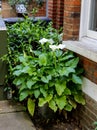 Large white Calla lilies flowers, Zantedeschia aethiopica, surrounded by lush green leaves in a silver plant pot under a window Royalty Free Stock Photo
