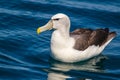 White-Capped Albatross
