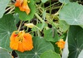 Large white caterpillar eating green leaf of a nasturtium Royalty Free Stock Photo