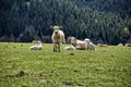 Large white cattle staring to the camera on green pasture Royalty Free Stock Photo