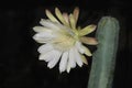 Large White Cereus Repandus Night Blooming Cactus Flower on Black