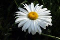 large white chamomile under the rays of the evening sun in the garden Royalty Free Stock Photo