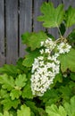 Large white cluster of tiny flower blooms on an Oakleaf Hydrangea growing against a wooden fence