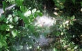 large white cobweb woven among the branches in the undergrowth
