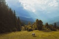 Cattle breeding farm. Large white cow grazes on a green eco meadow in the rays of sunlight morning Royalty Free Stock Photo