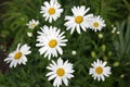 Large white daisies in the grass. Flowers in the field.