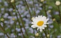Large white daisy on a blurred background of buds, stems and forget-me-nots