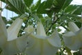 Large White Datura Flowers & x28;Brugmansia Suaveolens& x29; Royalty Free Stock Photo