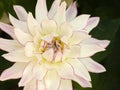 Large white dinner plate dahlia flower with pink edged petals.