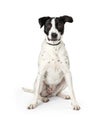 Large White Dog Black Spots Sitting Center Royalty Free Stock Photo