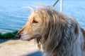 Big white dog of breed Afghan hound stands near the lake