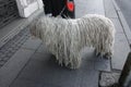 large white dog with dreadlocks