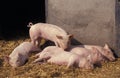 Large White Domestic Pig, Piglets